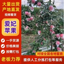 《爱妃苹果》基地直供大量有货对接全国价格实惠