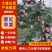 《爱妃苹果》基地直供大量有货对接全国价格实惠