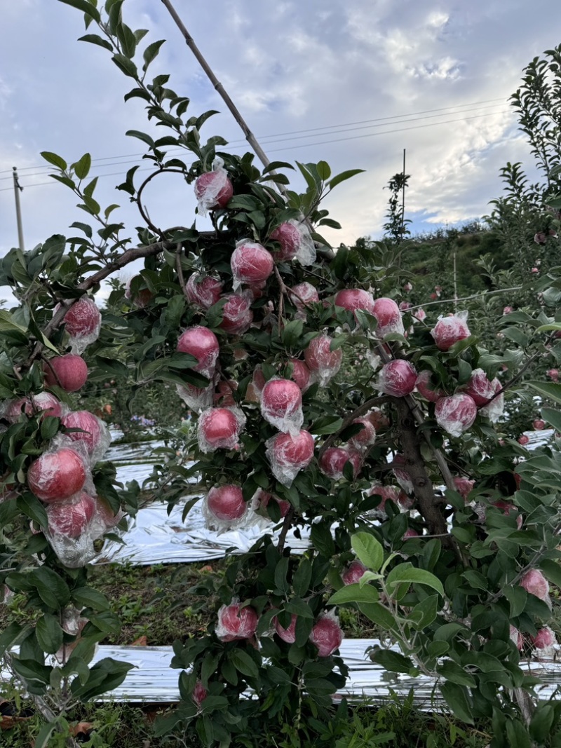 《爱妃苹果》基地直供大量有货对接全国价格实惠