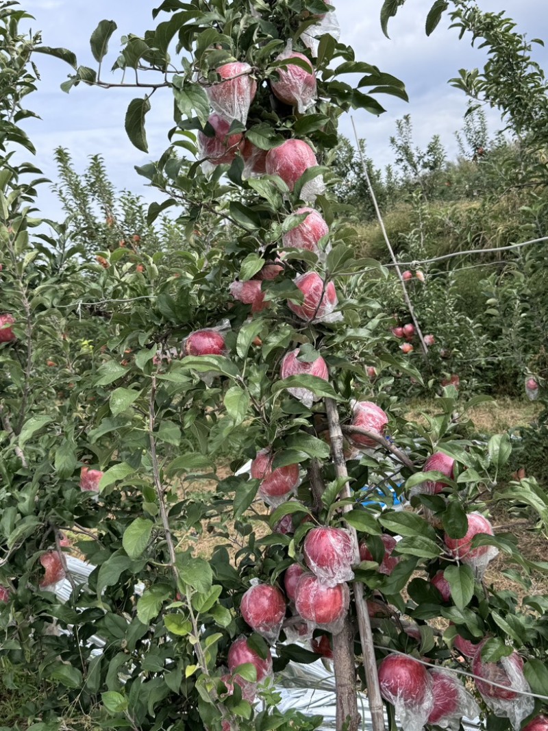 《爱妃苹果》基地直供大量有货对接全国价格实惠