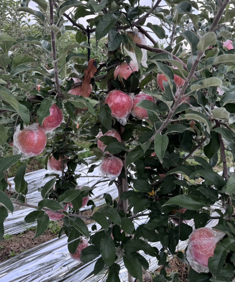 《爱妃苹果》基地直供大量有货对接全国价格实惠