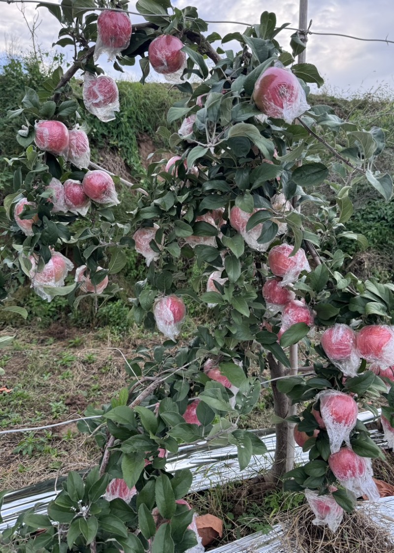 《爱妃苹果》基地直供大量有货对接全国价格实惠