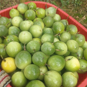 黄金百香果