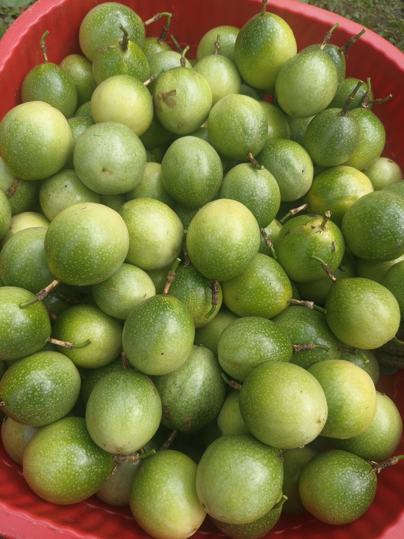 黄金百香果