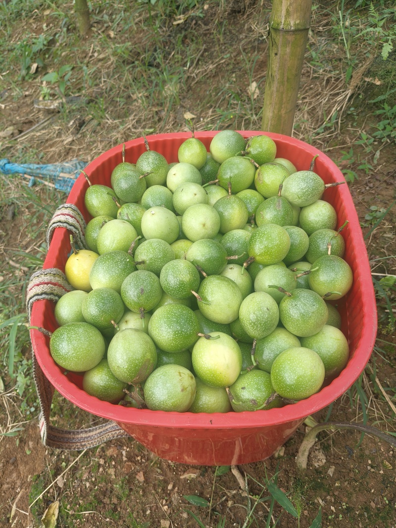 黄金百香果