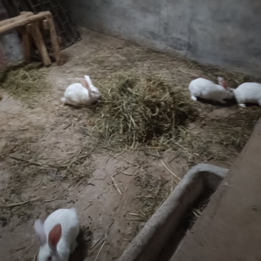 肉兔