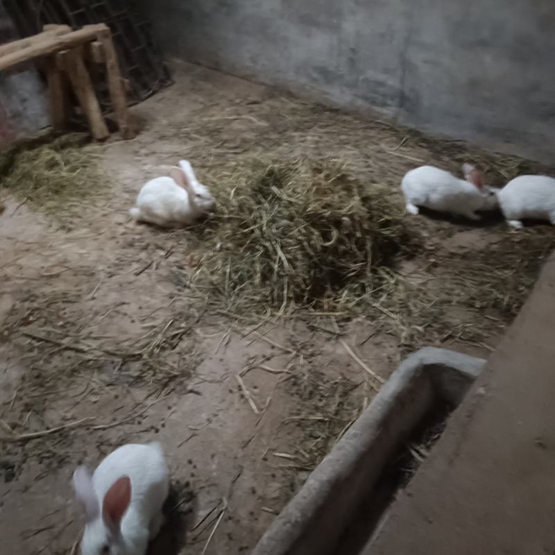 肉兔
