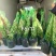 大钵11/F6继续出发，当年栽当年结果