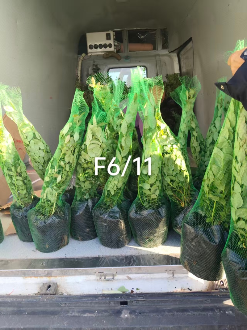 大钵11/F6继续出发，当年栽当年结果