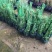 大钵11/F6继续出发，当年栽当年结果