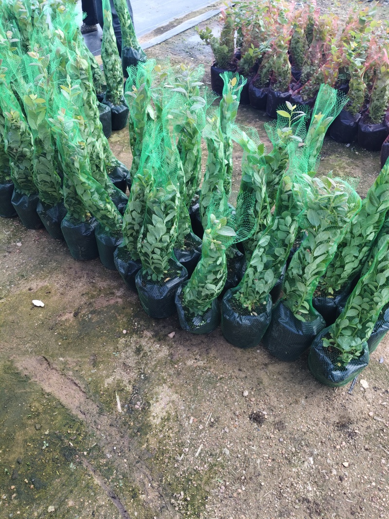 大钵11/F6继续出发，当年栽当年结果