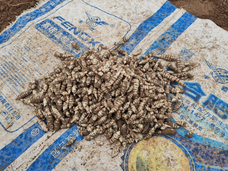 螺丝菜