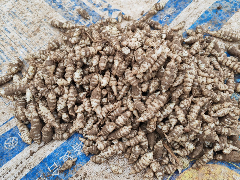 螺丝菜
