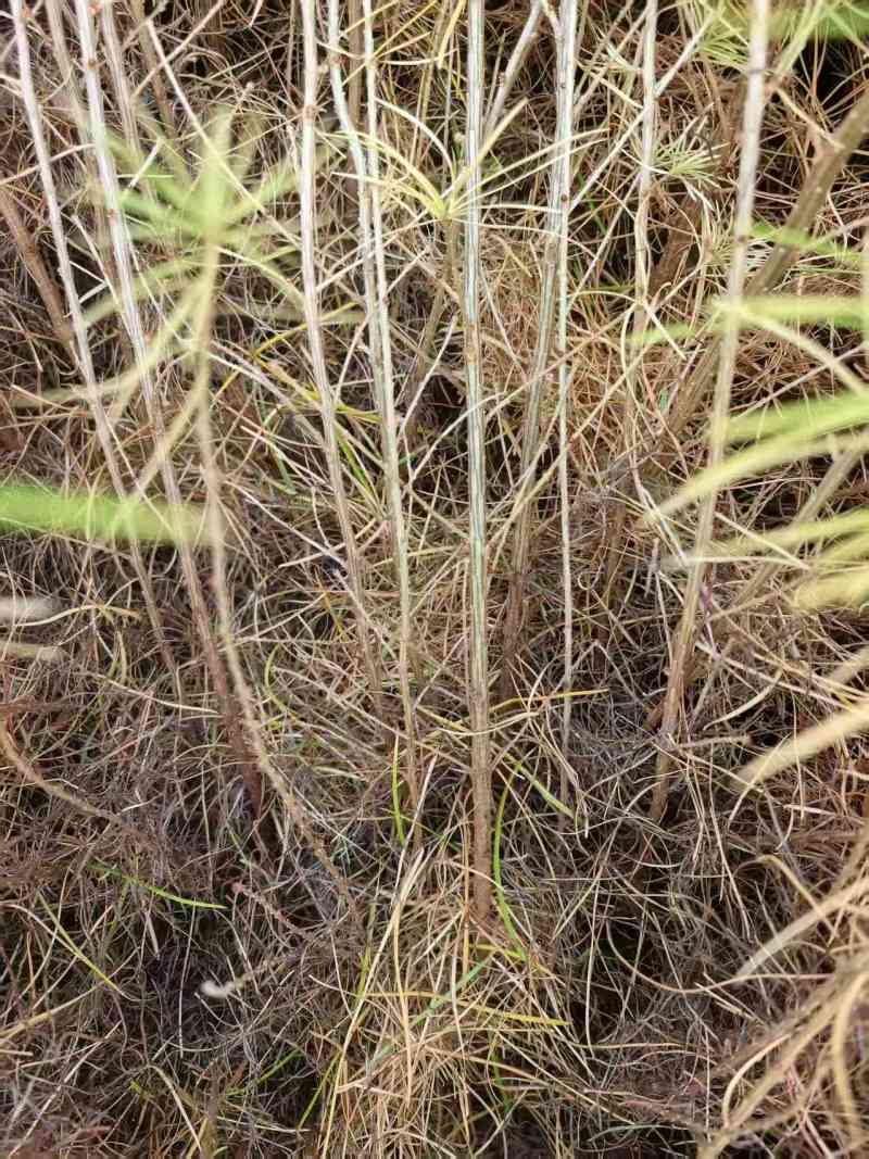 落叶松苗裸根苗