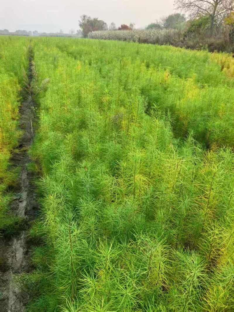落叶松苗裸根苗