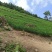 广西高山大肉姜生姜基地直供质量保证一手货源全国发货