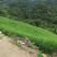 广西高山大肉姜生姜基地直供质量保证一手货源全国发货