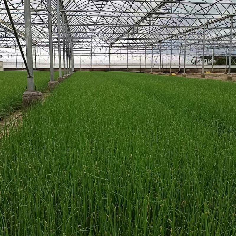 南阳嘉恒育苗基地，现有钢葱苗500万颗售价5分，需要联系
