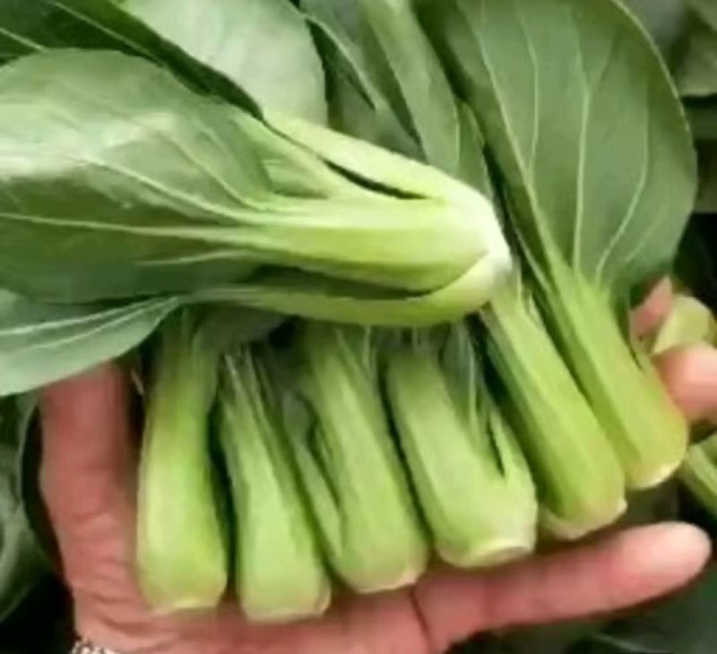 油菜大小规格的大量有货