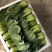 油菜大小规格的大量有货