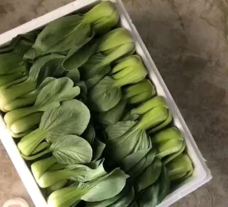 油菜大小规格的大量有货
