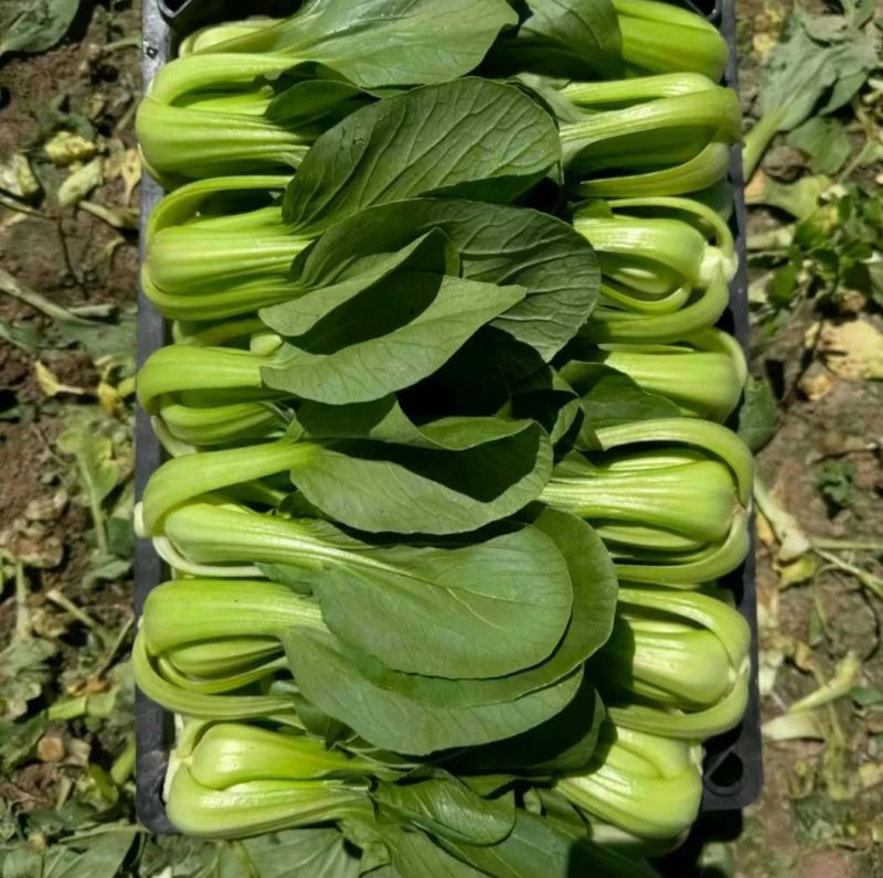 油菜大小规格的大量有货