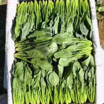 长短规格菠菜大量有货