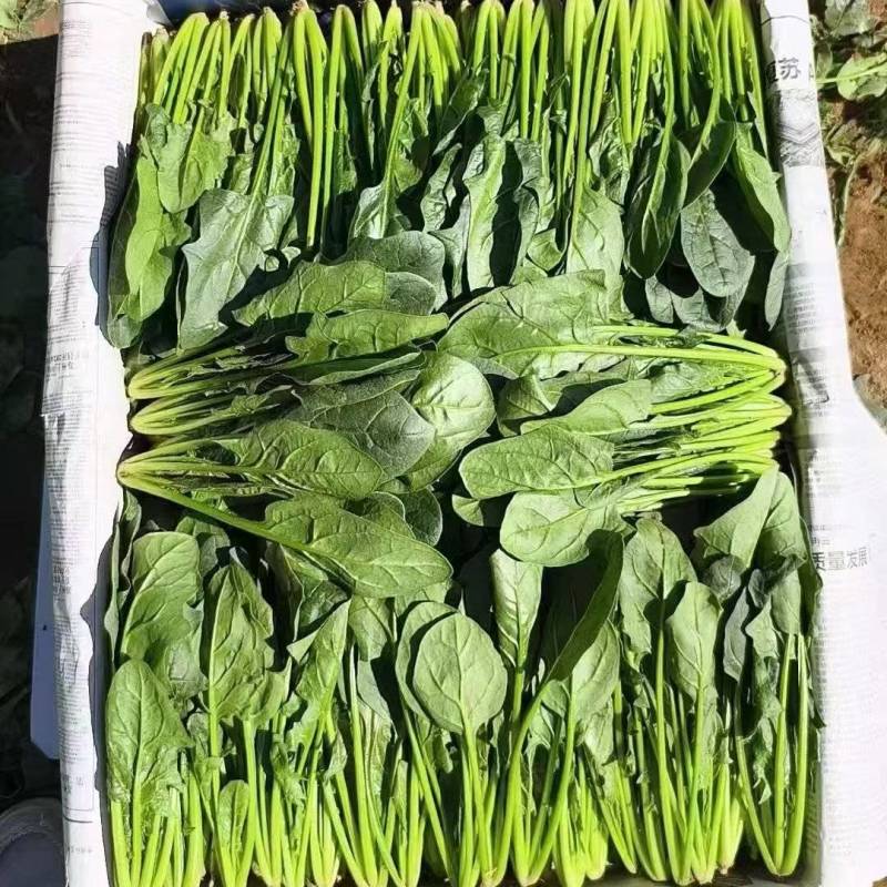 长短规格菠菜大量有货
