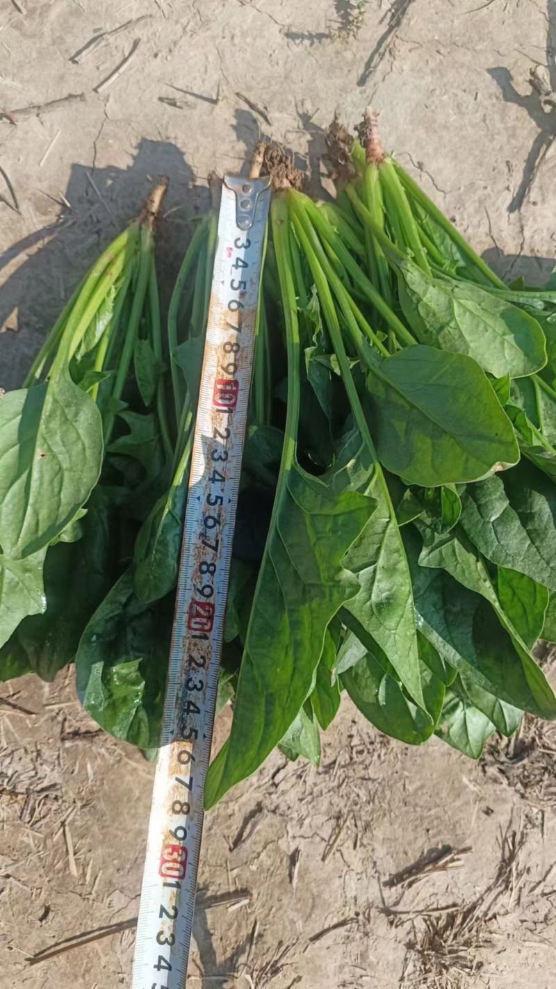 长短规格菠菜大量有货