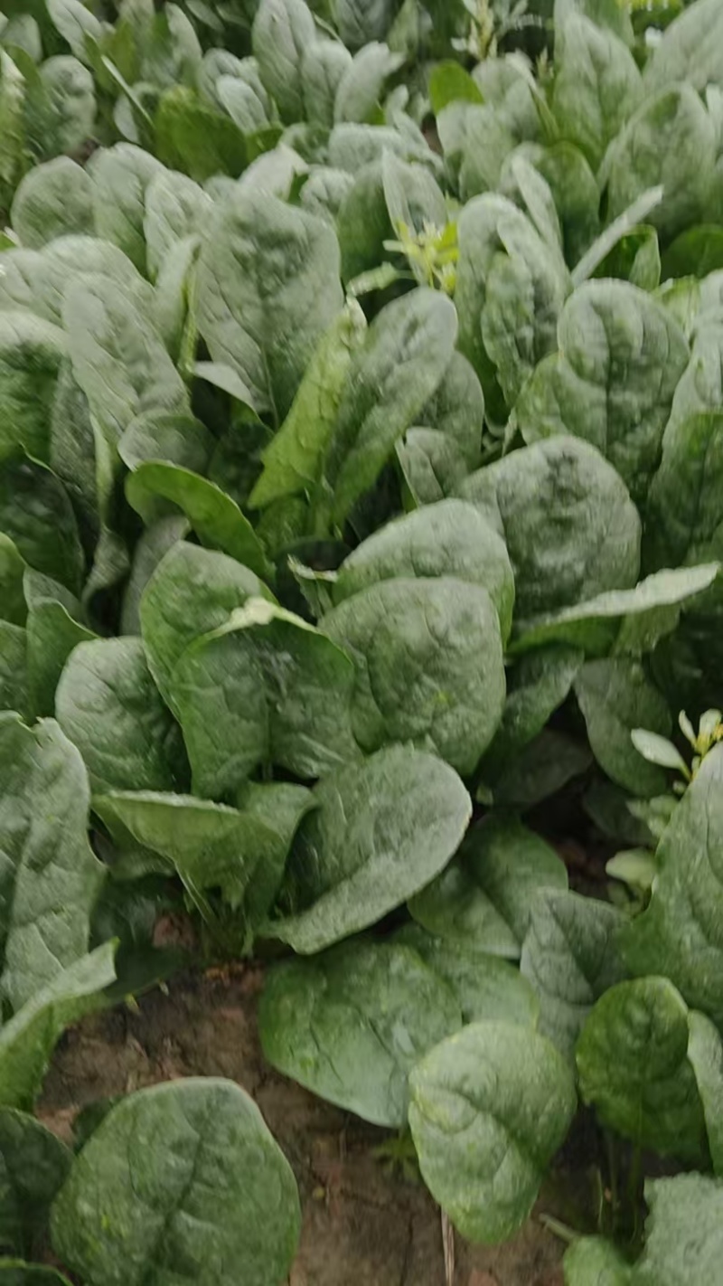 长短规格菠菜大量有货