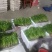 长短规格菠菜大量有货
