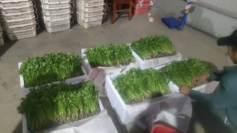 长短规格菠菜大量有货