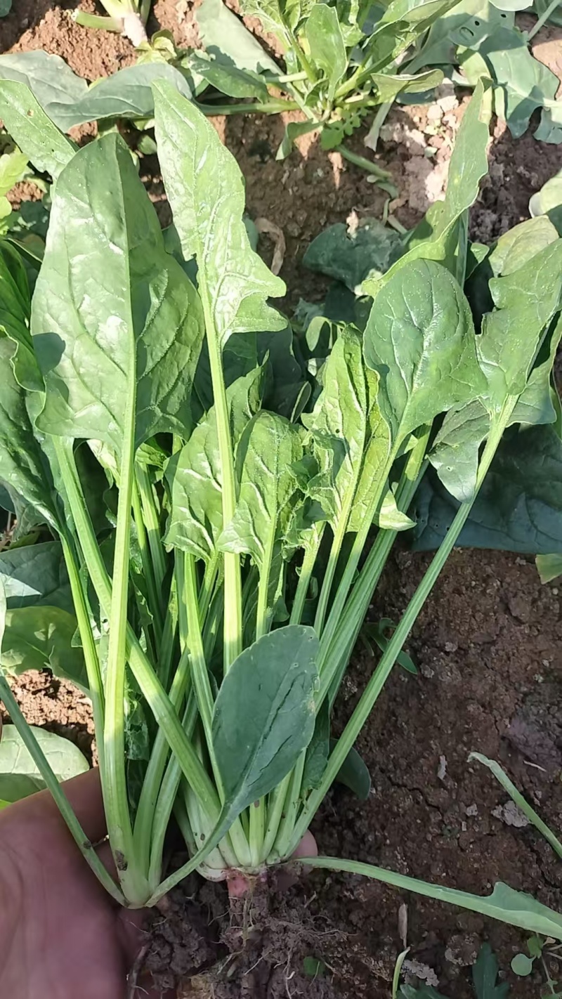 长短规格菠菜大量有货