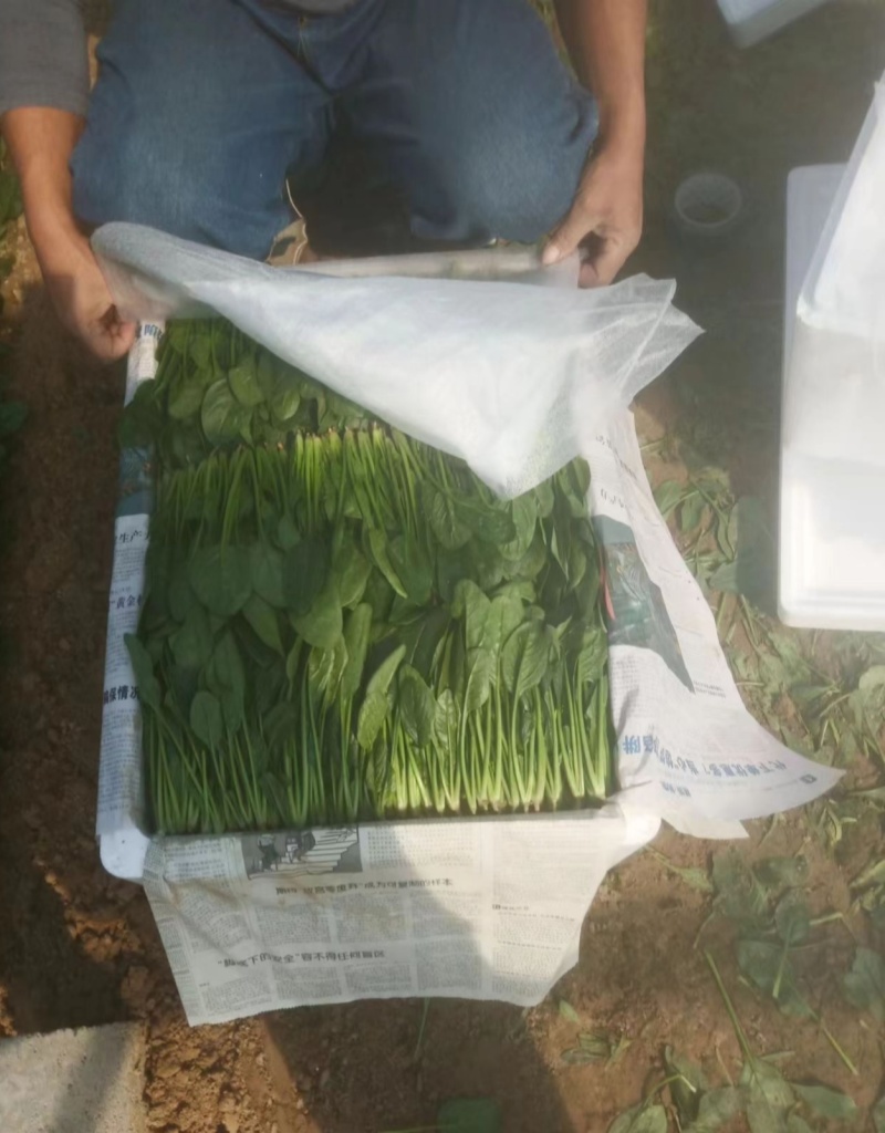 长短规格菠菜大量有货