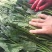 长短规格菠菜大量有货