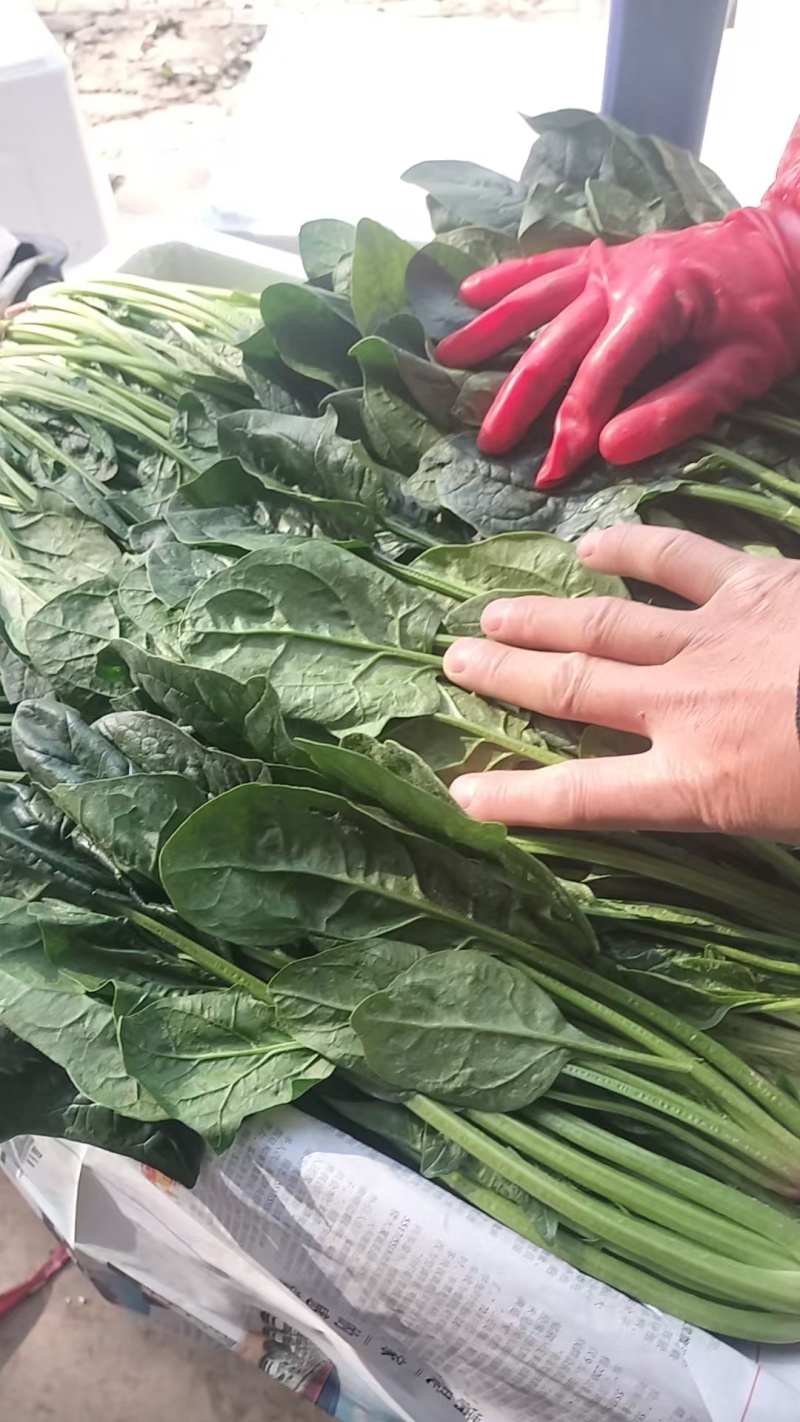 长短规格菠菜大量有货