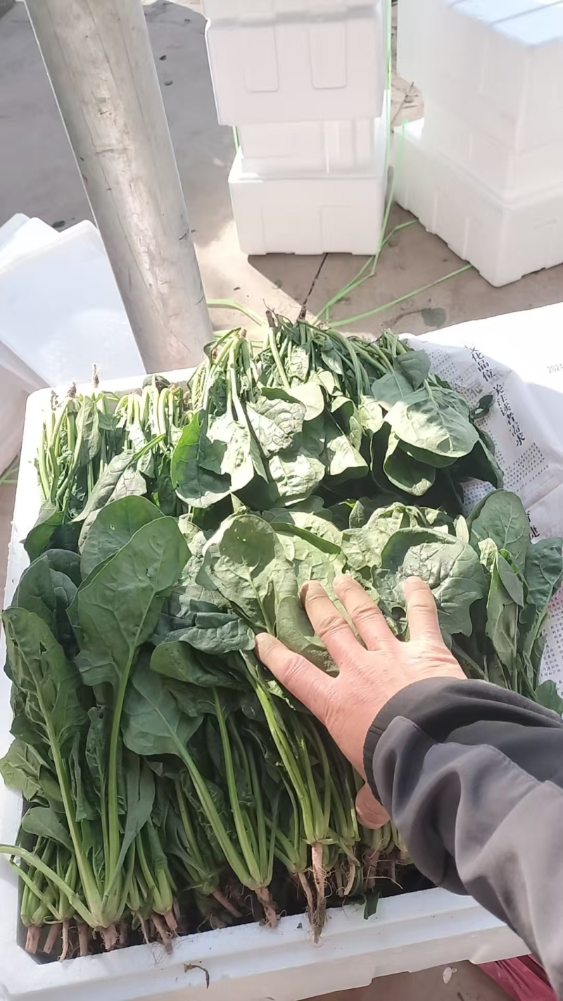 长短规格菠菜大量有货