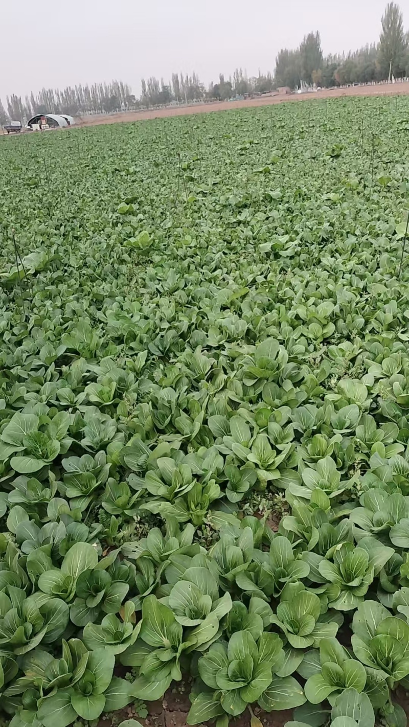 长短规格菠菜大量有货