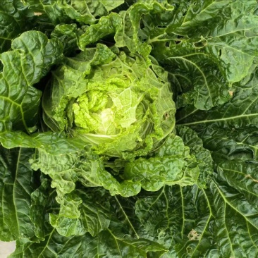 大量批发大白菜