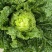 大量批发大白菜