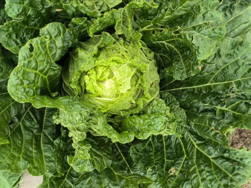 大量批发大白菜