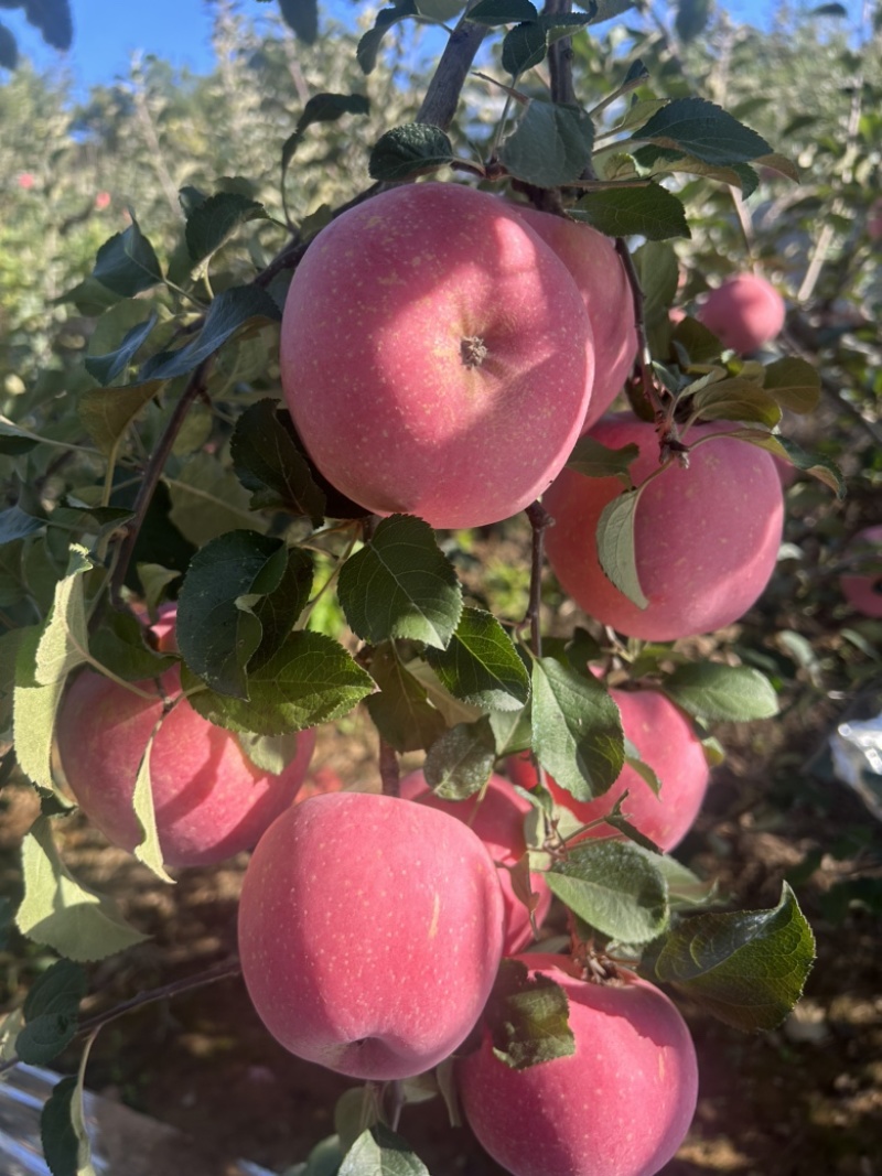 山东省威海市环翠区，自己家山地土肥料种植的红富士苹果