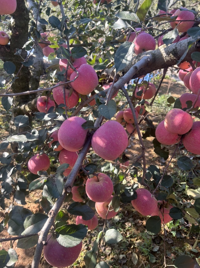 山东省威海市环翠区，自己家山地土肥料种植的红富士苹果