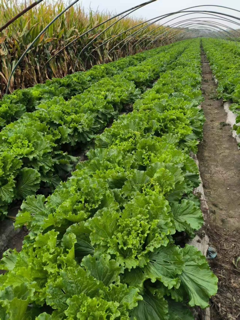 大量批发大白菜