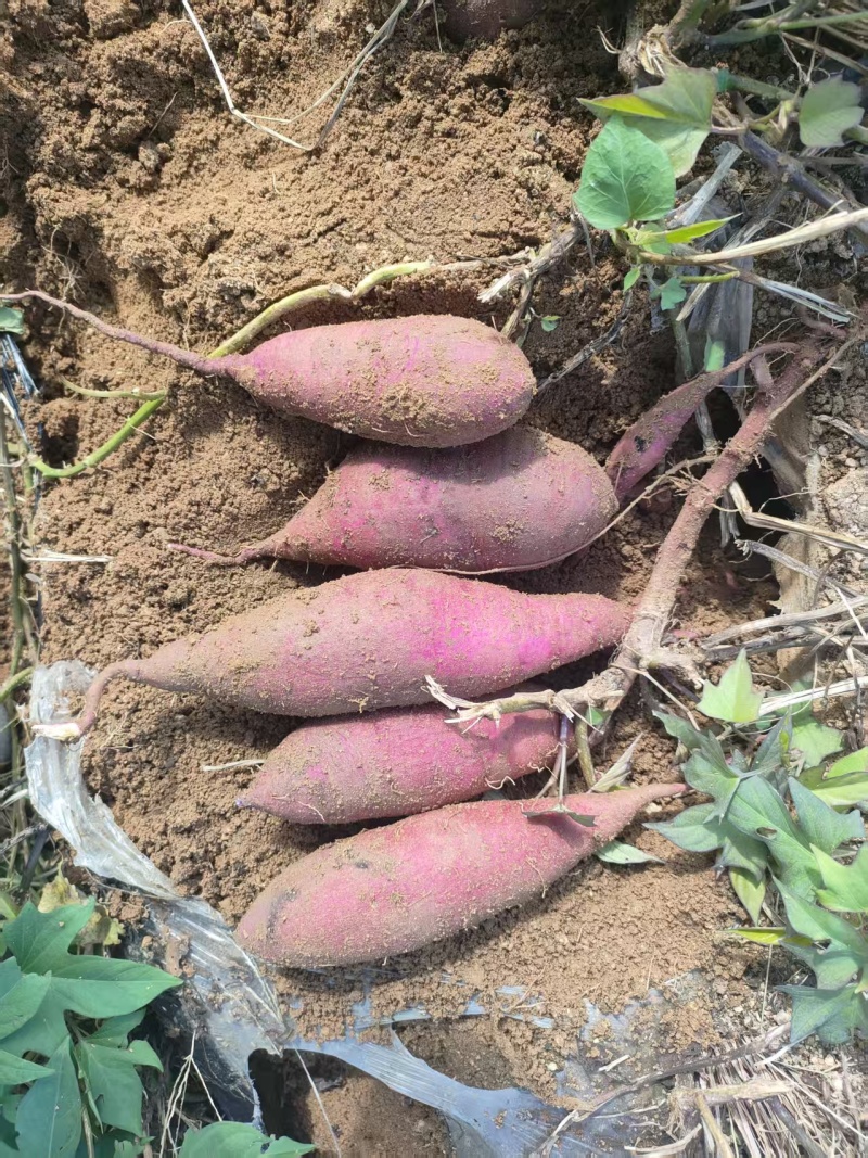 花叶二代水洗货