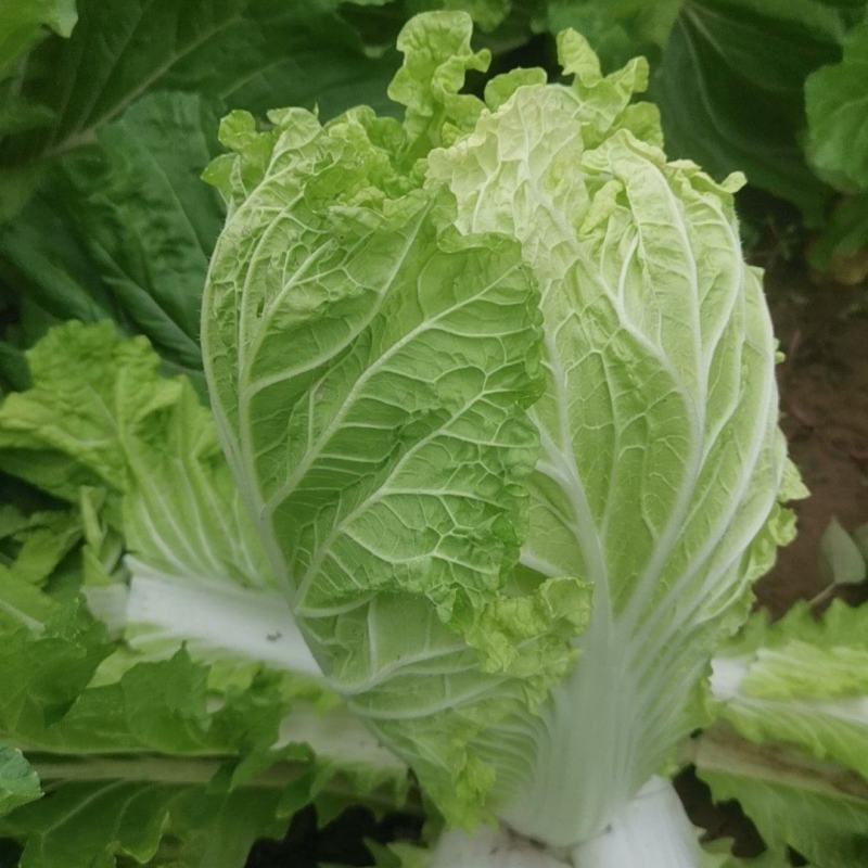 出售河北邢台威县大白菜