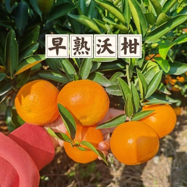 畅销早熟沃柑杂柑基地直发对接商超团购电商一条龙服务