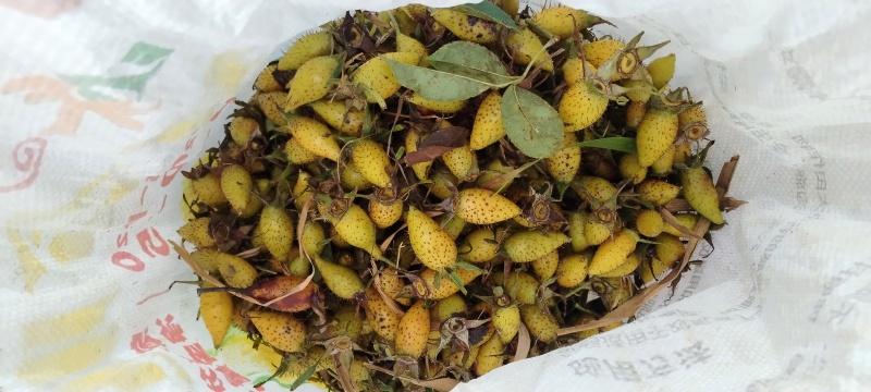 鲜货金樱子