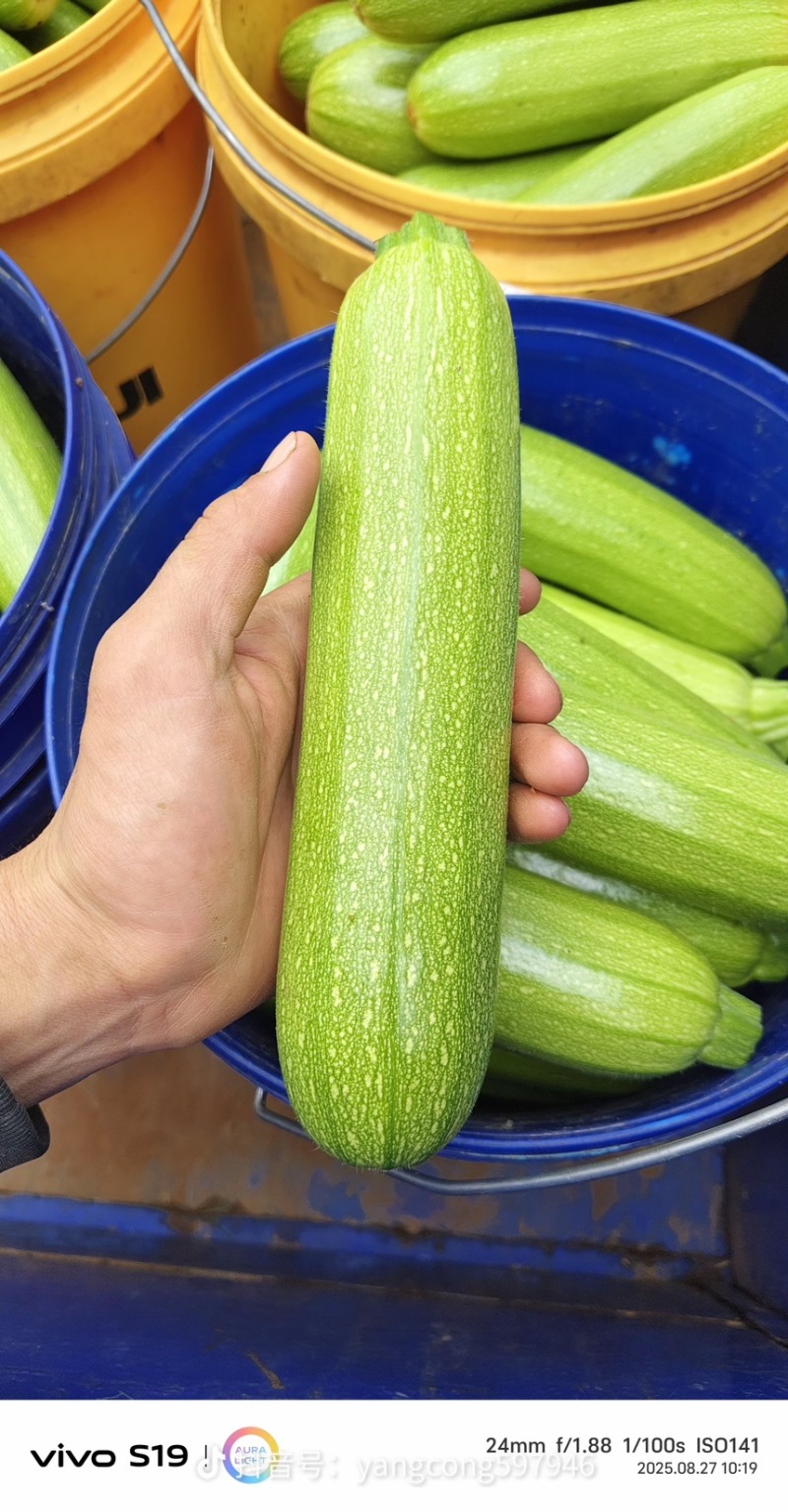 西葫芦