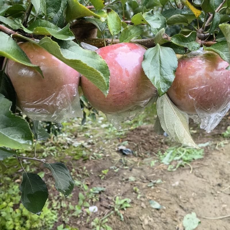 富士苹果